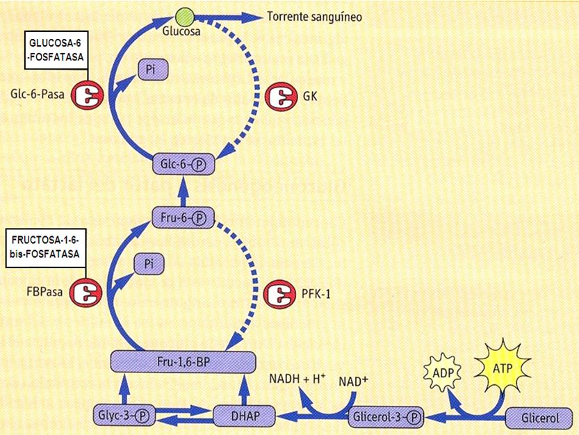Gluconeogénesis: la última barrera Obtenida la Glucosa-6-P (por la actividad de la enzima fosfo-hexosaisomerasa, reversible) aparece la última barrera.