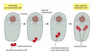 MATRIZ MEMBRANA MITOCONDRIAL INTERIOR ESPACIO ENTRE MEMBRANAS MEMBRANA MITOCONDRIAL EXTERIOR MITOCONDRIO HS-CoA CO 2 Membrana exterior es barrera a moléculas grandes Espacio entre membranas con