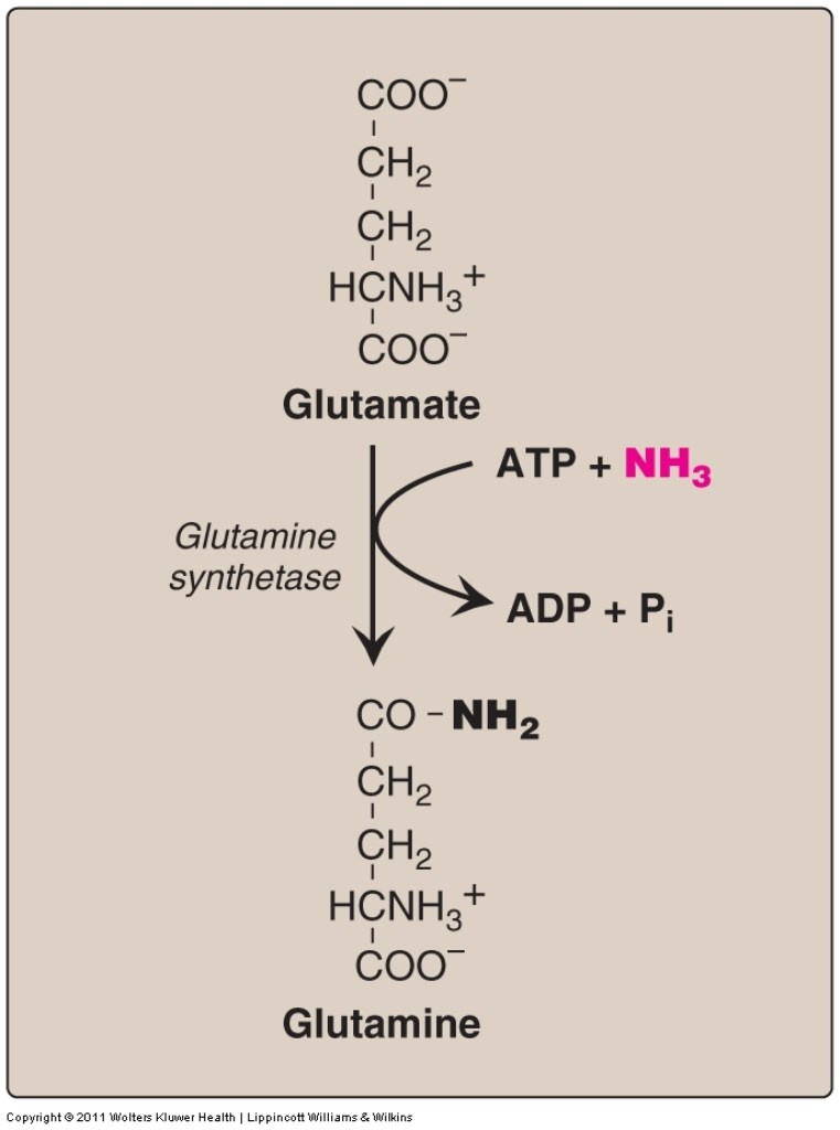 Metabolismo del Amoníaco Formación de glutamina en el músculo y el hígado. En el SNC es el mecanismo principal.