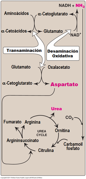 Desplazamiento del Nitrógeno El glutamato alimenta 2 procesos: A) produce el a-cetoglutarato es el receptor final del grupo amino, para liberar NH3 B) Facilita la