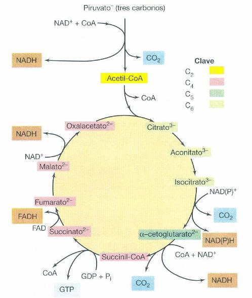 Ciclo de Krebs También llamado TCA o ciclo del ácido