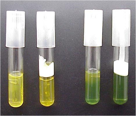 Prueba de oxidación y fermentación Medio O/F Sustrato: carbohidrato Enzimas: