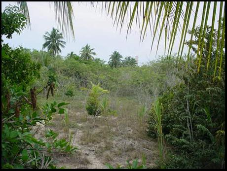 CAPÍTULO IV IV - 277 Hacia la porción este del área de estudio se localizan pequeños manchones dispersos de relictos de esta selva con mayor altura (15-20 m) con especies como Bursera simaruba