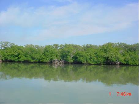 CAPÍTULO IV IV - 280 IV.2.2.1.2.2.3 Manglar Los manglares forman comunidades arbóreas o arbustivas en zonas inundadas o inundables.