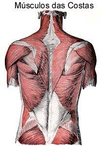 Vista Frontal En estas imágenes se muestran los músculos que se trabajan con los