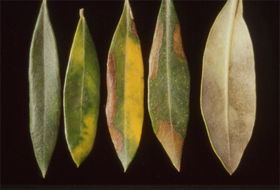 A B C D E F Figura 1. íntomas de los epilos del olivo. A) íntomas de epilo (pilocaea oleagina) en hojas. B) íntomas de epilo en aceituna y pedúnculo.