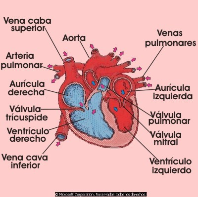 Cavidades del corazón y venas y arterias más importantes A la aurícula derecha del corazón le llega sangre sucia desde el cuerpo, sangre con mucho dióxido de carbono.