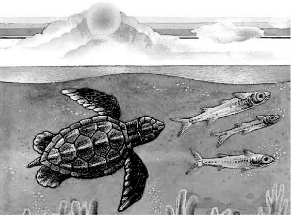 Lee el siguiente texto. Las tortugas de mar Las tortuguitas de mar nacen en la playa, crac!, bajo la arena rompen el cascarón del huevo. Mueve tantito su cabeza.