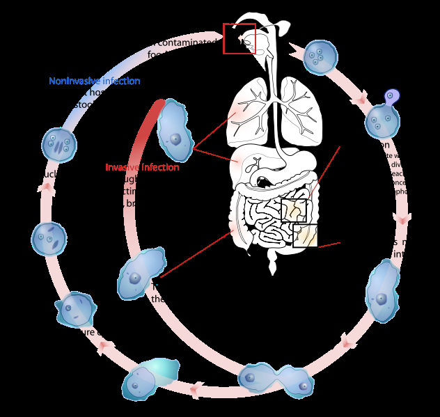 Continuar el ciclo hasta volver a formar un quiste maduro que expulsamos por las heces (quiste tetrágeno de 4 núcleos). Infección no invasiva. Este es el ciclo normal.