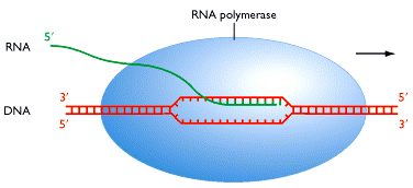 Elongación: Complejo de transcripción (core catalítico de la RNA pol) RNA