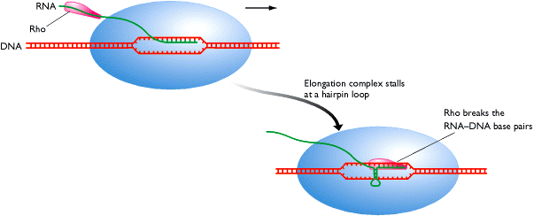 Terminación Rho dependiente RNA polimerasa pausa en la señal de terminación Señal con hairpin menos estable No hay