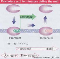 Transcripción 1) Reconocimiento del Promotor 2) Iniciación: Ensamblado del complejo de iniciación Unión de RNA pol sola o con proteínas accesorias a su promotor Conversión de Complejo de iniciación