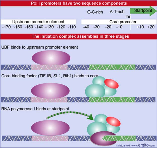 RNA pol I: Holoenzima contiene factores requeridos para iniciación Promotor : core + UPE Core: - rico en GC + reg conservada rica en AT