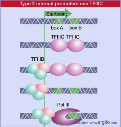 RNA pol III Factor TFIIIB: Se une al sitio de iniciciación y recluta y