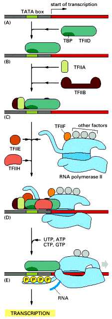 Eventos en la iniciación: 1) Unión de TBP torción del DNA en la región de TATA Box 2) Torción estructura de reconocimiento para TFIIB que asegura posicionamiento correcto de RNA pol II 3) Ruptura de