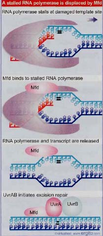 Transcripción y Reparación Procariotas: reclutamiento de Mfd por frenado de RNA pol.