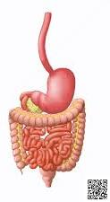 Efecto de la HIA en el sistema gastrointestinal Es el sistema más sensible al aumento de PIA. 10 mmhg. Se afecta el sistema de microcirculación hepática y vena porta 20 mmhg.