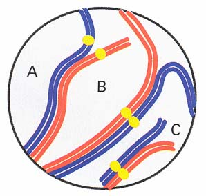 Comienza el apareamiento de los cromosomas homólogos Apareamiento parcial entre el cromosoma X y el Y Se forman los bivalentes o tétradas Se forma el complejo sinaptonémico