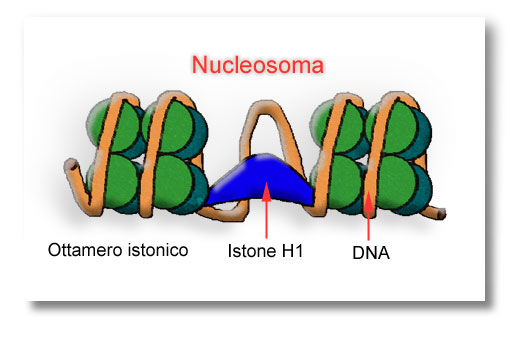 CROMOSOSMAS-CONDENSACIÓN Nucleosoma: ADN doble