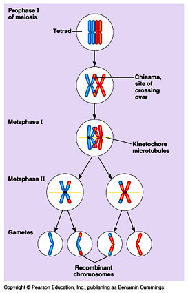 SEGREGACIÓN AL AZAR Segregación al azar de cromosomas maternos y paternos (es decir, de ambos progenitores): la separación de los cromosomas paternos y maternos recombinados, durante la anafase I y