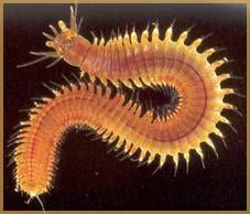 Poliquetos Polychaeta del griego «muchas cerdas». Es el grupo más numeroso y más primitivo.