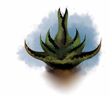 Usos de plantas mexicanas El mezcal como un producto regional tradicional La población que antiguamente conoció el maguey dio inicio a una larga historia de convivencia y adaptación.