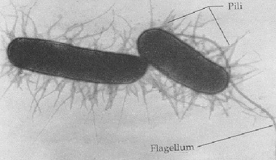 antibióticos; crean poros en las paredes bacterianas, provocando la turgencia en la bacteria hasta conseguir que estalle. Membrana plasmática Envoltura que rodea al citoplasma.