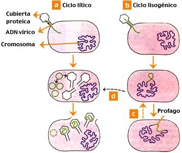 Replicación y síntesis de los componentes virales: Tras liberarse el ácido nucleico en el citoplasma de la célula hospedadora, se produce la replicación de los componentes virales, para lo cual el