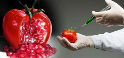 Los alimentos transgénicos son aquellos que se alteran genéticamente y durante su cultivo pueden someterse a pesticidas y herbicidas.