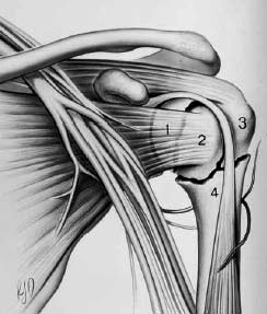 Clasificación de Neer (J Bone Joint Surg Am 1970; 52: 1077-1089) Propuesta por Charles Neer 1970 4 segmentos anatómicos mayores (Codman 1934) La más usada clínicamente Considera desplazamiento y
