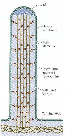 Miosina Los filamentos de actina asociados con miosina Responsables de muchos tipos de movimiento celular La miosina es el prototipo de un motor molecular Proteína que convierte la