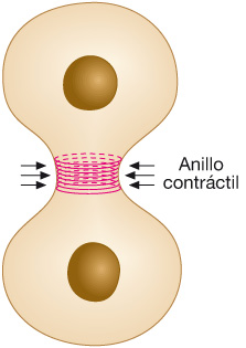 Funciones de los Microfilamentos Contribuyen a reforzar la membrana plasmática.