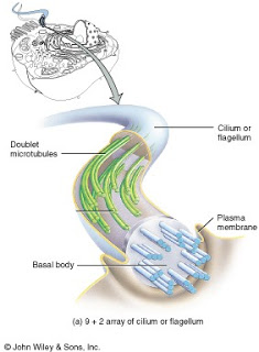 La estructura interna de cilios y flagelos es la misma: un conjunto de microtúbulos rodeados por una membrana.
