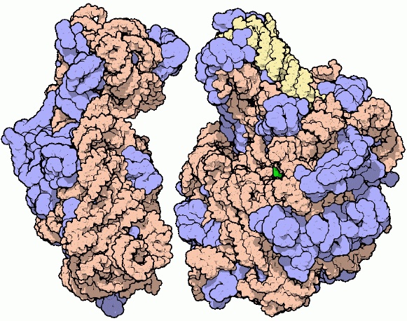Ribosomas Son los orgánulos presentes en todas las células, que sintetizan proteínas.