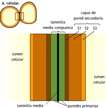 Pared celular en células vegetales En las células diferenciadas, la pared celular aparece como una estructura gruesa formada por tres capas: - Lámina media: capa más externa y la primera que se forma