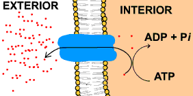 Funciones de la membrana plasmática