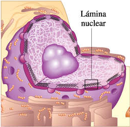 Núcleo Lamina Debajo de membrana interna Filamentos que rodean al núcleo, excepto en los poros nucleares Filamentos intermedios (laminares)