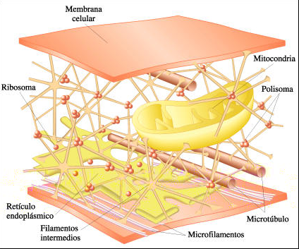 Citoesqueleto Funciones Mantiene la forma de la célula Ancla los organelos en su lugar Involucrado en