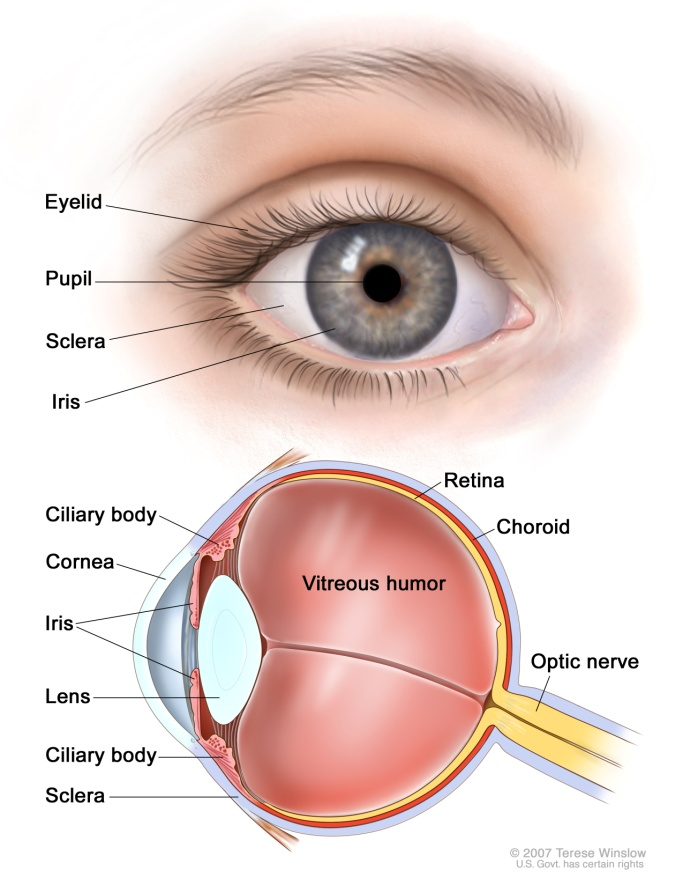 a) Capa Fibrosa (externa). Se compone de esclera y córnea. La esclera es la parte dura y opaca del globo ocular; que cubre aproximadamente las cinco sextas partes posteriores del ojo.