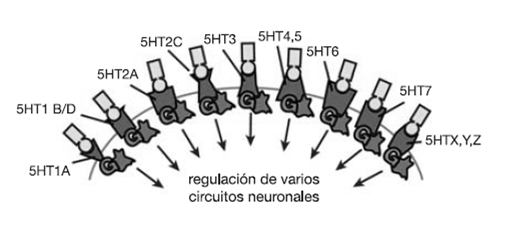 Vortioxetina actúa mediante dos mecanismos de acción 1 * En regiones específicas del cerebro. 5-HT: Serotonina; SERT: Transportador de serotonina. 1. Saltiel PF, et al.