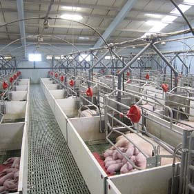Alimentación Spotmix Alimentación Spotmix Especialistas en equipar granjas porcinas con los más avanzados sistemas de alimentación.