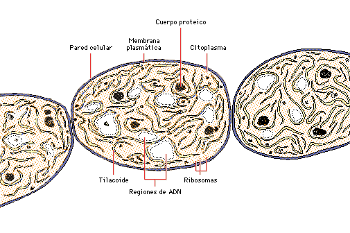 CELULA PROCARIONTE Procariota, también procarionte, organismo vivo cuyo núcleo celular (véase Célula) no está envuelto por una membrana, en contraposición con los organismos eucariotas, que presentan