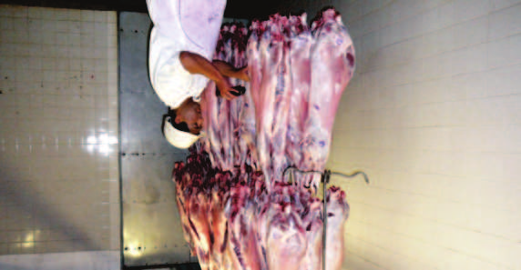 Comercialización de Carne Ovina de Patagones ESTRATEGIA Desde el Ministerio de Agricultura Ganadería y Pesca de la Nación, a través de la Ley Ovina, se viene impulsando el desarrollo de la cadena de