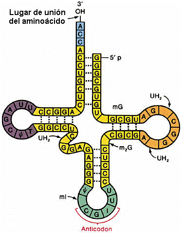 citoplasma para que se sinteticen las proteínas, por eso se llama mensajero. Cada ARNm será complementario con la cadena del fragmento ADN que sirvió como molde para su síntesis.