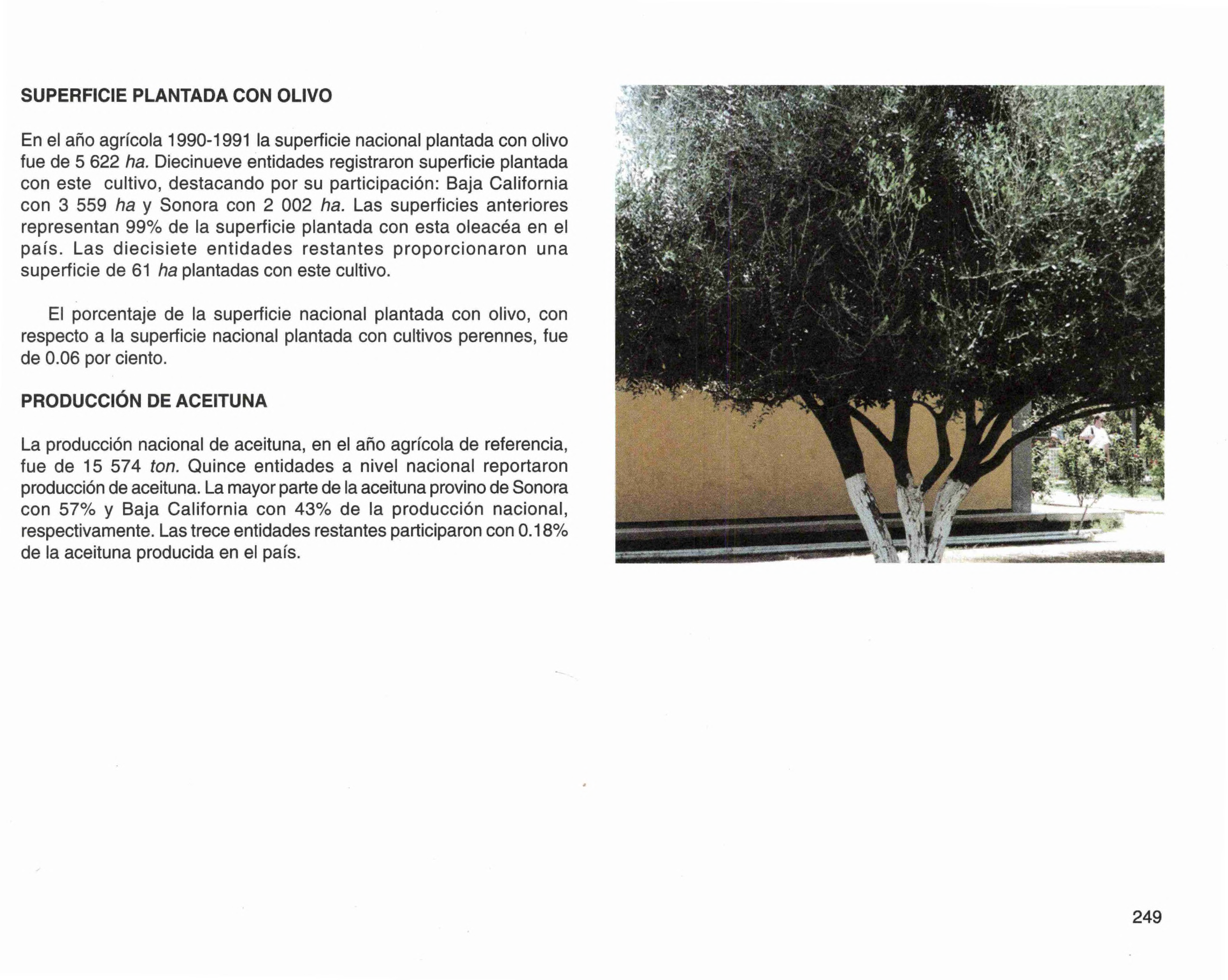SUPERFICIE PLANTADA CON OLIVO En el año agrícola 1990-1991 la superficie nacional plantada con olivo fue de 5 622 ha.