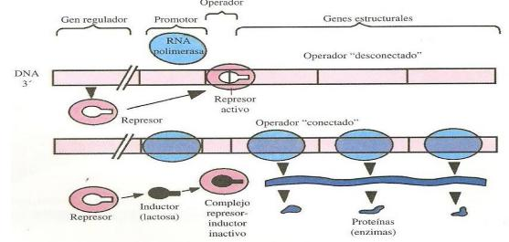 Regulación de la expresión génica Se debe regular la síntesis proteica acorde a las necesidades de cada momento. La regulación se realiza principalmente en el proceso de transcripción.