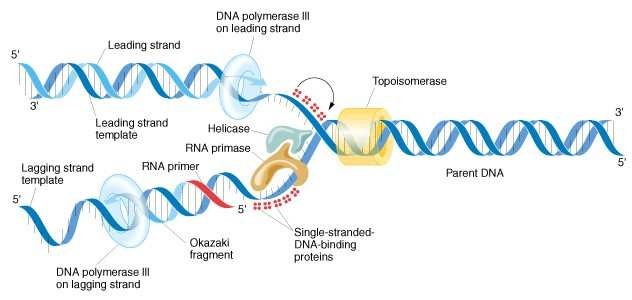 Los cebadores son sintetizados por una DNA primasa La DNA
