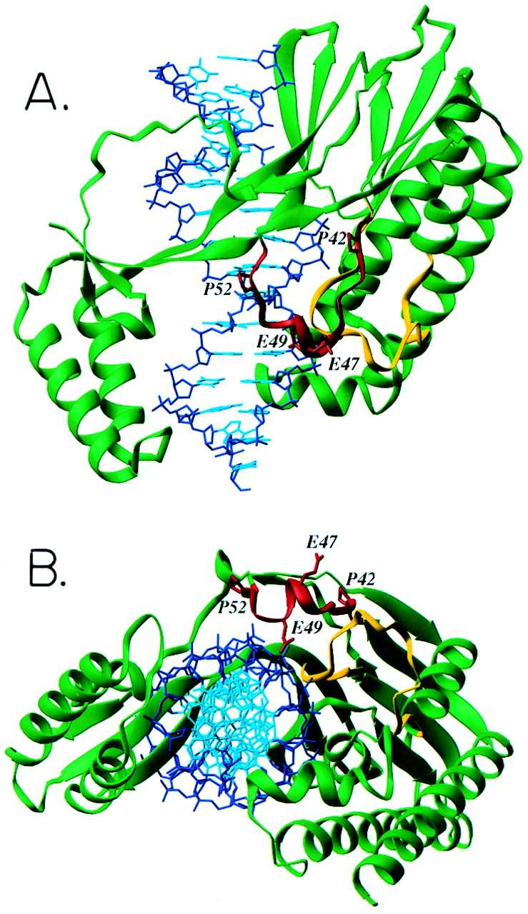 Proteína DnaB. Helicasa Monómeros de 50 kda que forman un homohexámero.
