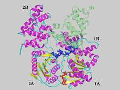 Proteína SSB Single-strand binding La proteína SSB se une al DNA de cadena