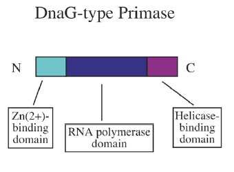 DnaG Primasa La primasa es una proteína monomérica de 60 kda que sintetiza oligo-ribonucleótidos de 10 a 12 unidades de longitud, usando rntps.
